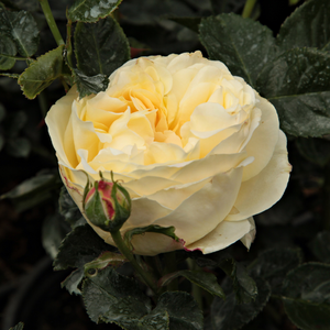 Rosa  Lemon™ - žuta - floribunda ruže